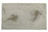 Two Eurypterus (Sea Scorpion) Fossils - New York #236959-1